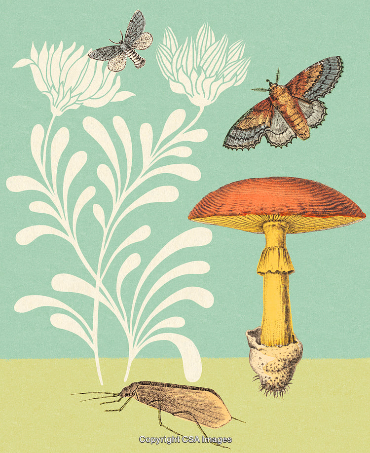 Vintage Illustration of Moths, Mushroom, and Decorative Floral Elements