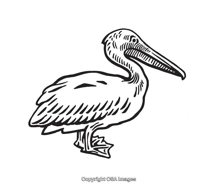 Detailed Black and White Line Art of a Pelican Illustration