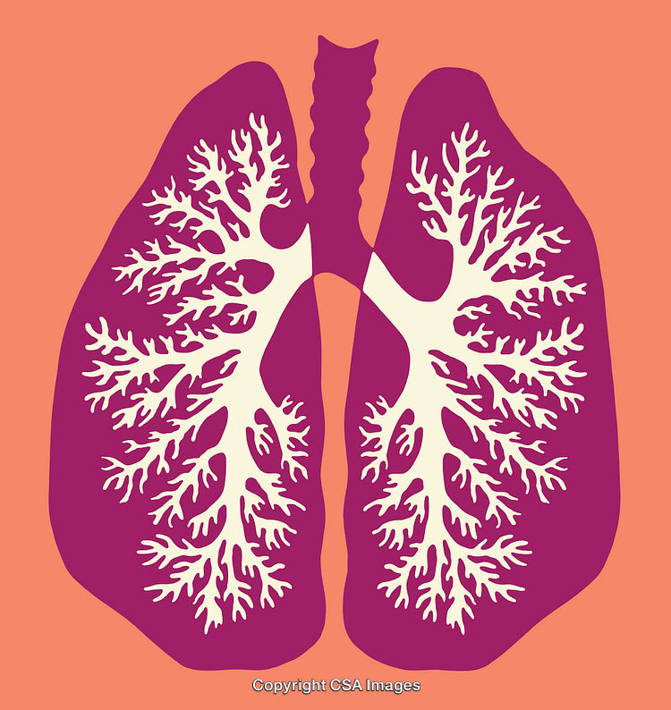 Vibrant Line Art Illustration of Human Lungs on an Orange Background