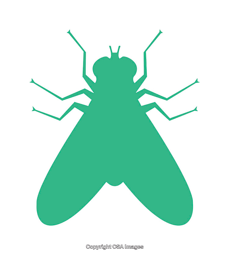 Green Silhouette of a Fly Isolated on White Background