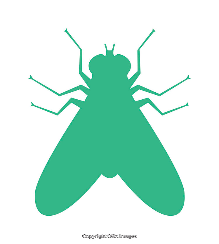 Green Silhouette of a Fly Isolated on White Background