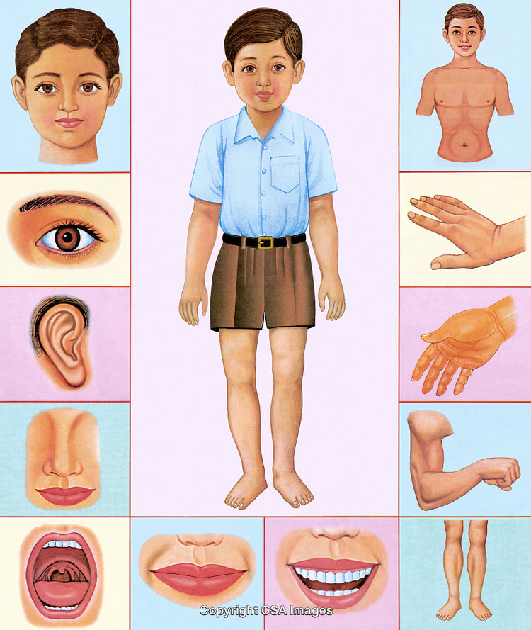 Illustration Depicting Human Body Parts Including Facial Features and Appendages