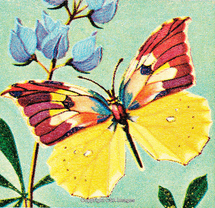 Vibrant Yellow Butterfly Perched on Delicate Blue Flowers with Green Leaves