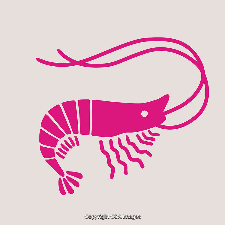 Pink Shrimp Illustration in Minimalist Line Art Style