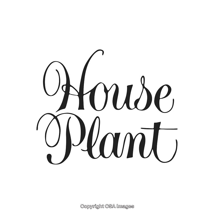 Elegant Handwritten House Plant Script Illustration on White Background