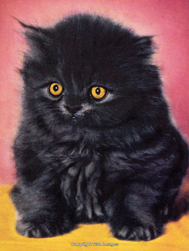 Adorable Black Kitten With Bright Yellow Eyes on a Colorful Background