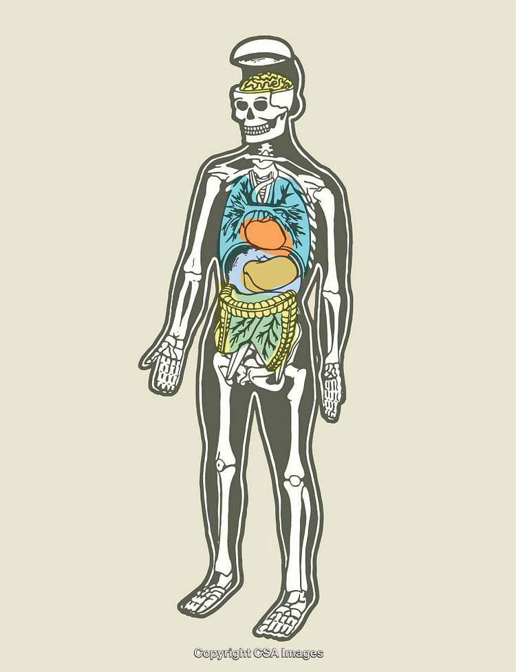 Creative Anatomy Illustration of Skeleton with Fruits and Vegetables