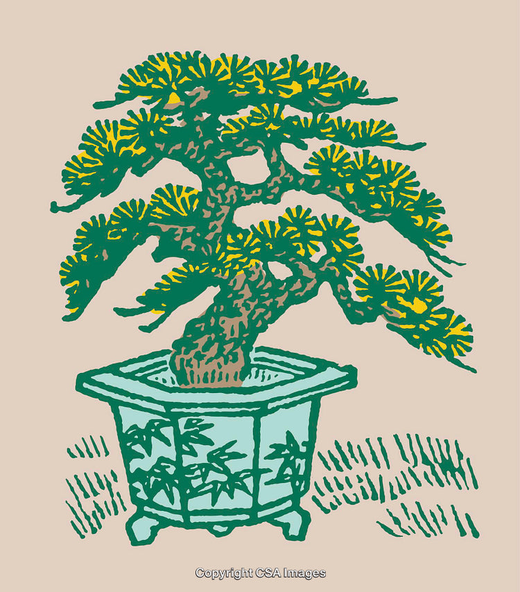 Colorful Line Art Illustration of a Bonsai Tree in a Decorative Pot