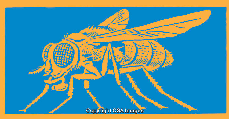 Yellow Fly Color Line Art Illustration on Blue Background