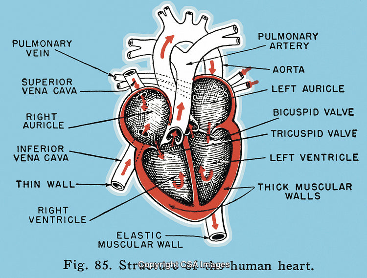 Heart Diagram