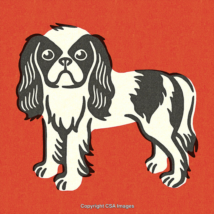 Illustrated Cavalier King Charles Spaniel on Bold Red Background