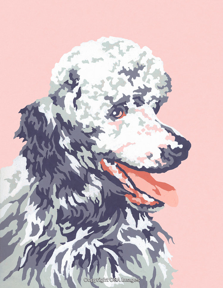 Colorful Paint By Number Illustration of a Poodle on a Pink Background