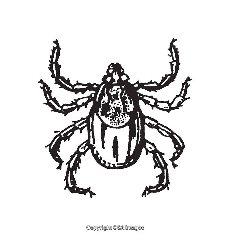Detailed Black and White Illustration of a Tick Insect on a White Background