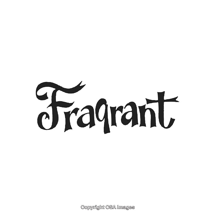 Elegant Hand-Drawn Decorative Lettering with Artistic and Stylish Fonts