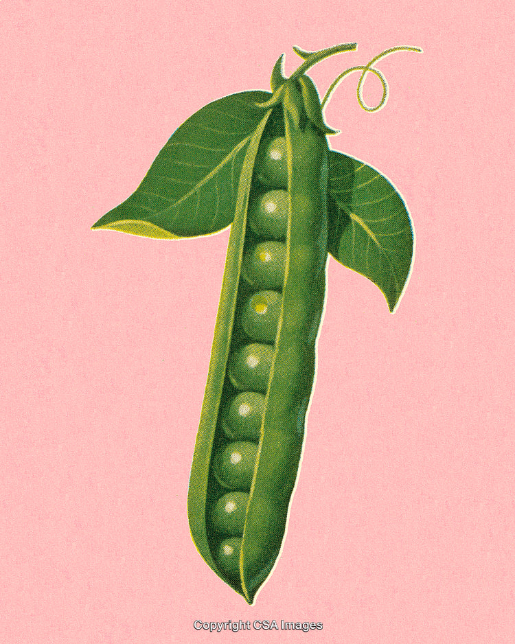 Green Pea Pod Illustration on Pastel Pink Background
