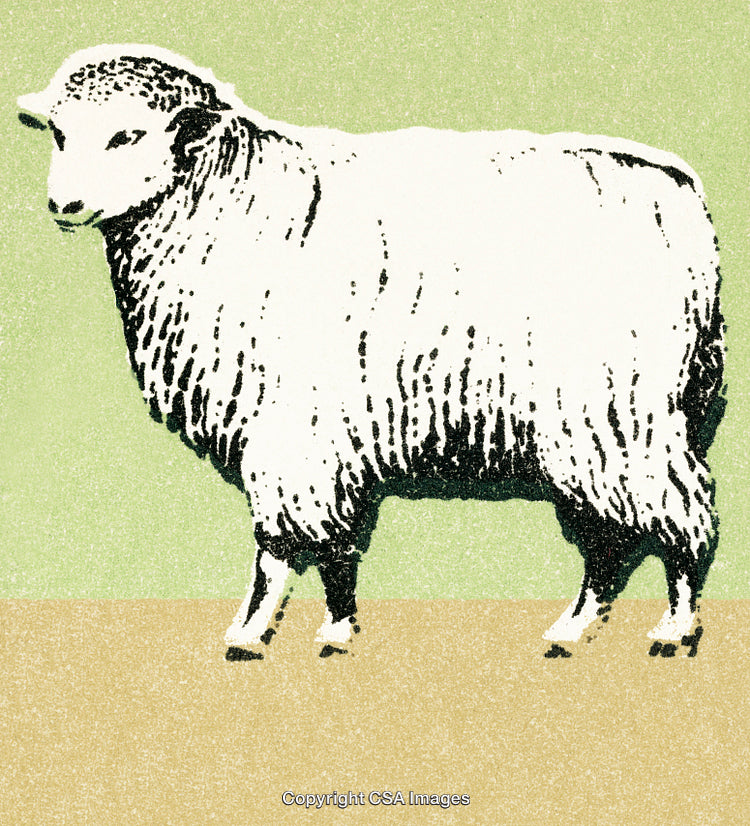 Stylized Illustration of a Woolly Sheep Standing Against a Light Green Background