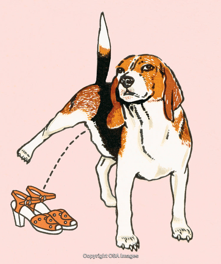 Illustration of a Beagle Dog With Shoes in a Humorous Pose