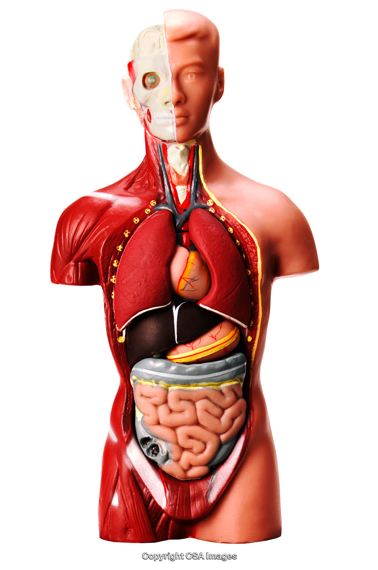 Human Anatomy Model with Visible Internal Organs and Muscles