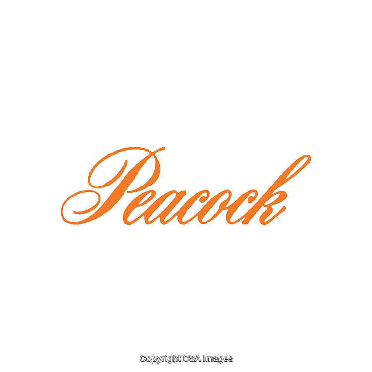 Orange Script Text Displaying the Word 'Peacock' in Elegant Style
