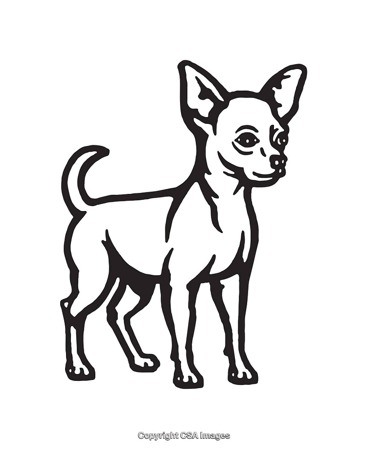 Black and White Line Art Illustration of a Chihuahua Standing