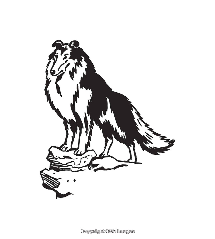 Black and White Line Art of a Collie Standing on Rocks