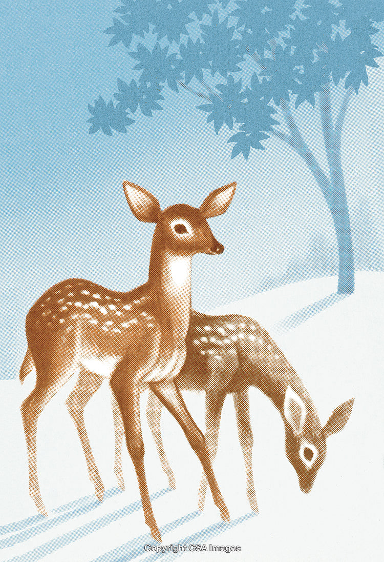 Two Young Deer Standing Gracefully in a Quiet Snowy Forest Scene