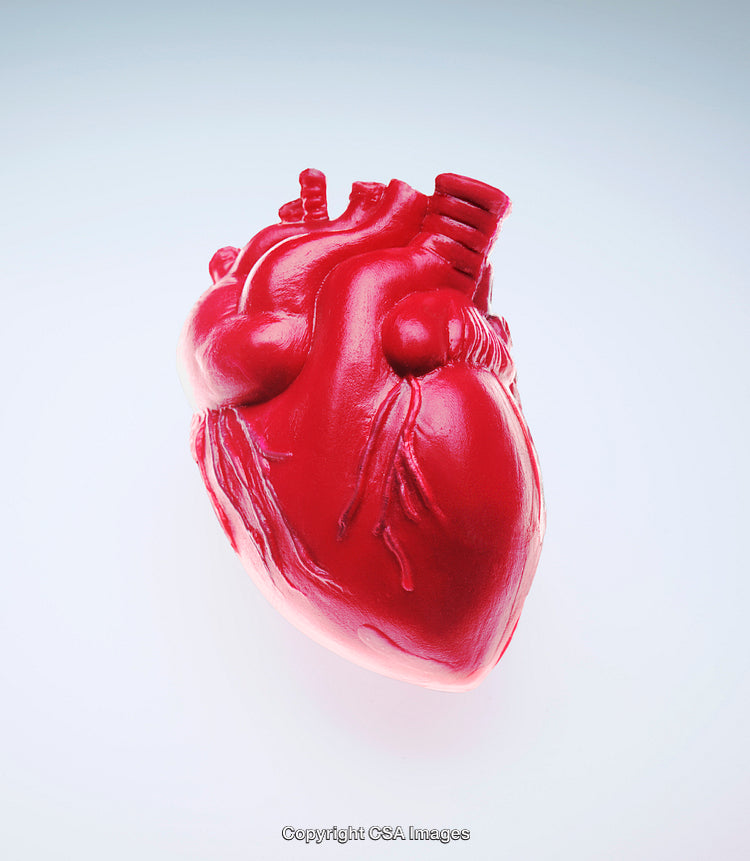 Realistic Plastic Model of a Human Heart on a White Background
