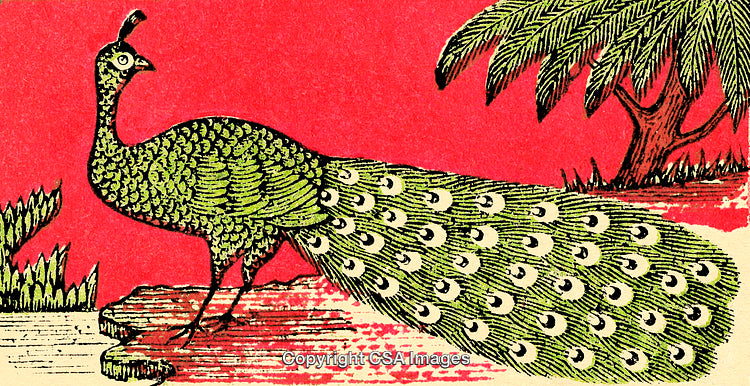 Illustration of a Peacock Standing Before Vibrant Pink and Green Natural Scenery