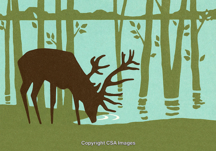 Silhouette of a Deer Drinking Water in a Peaceful Forest Scene