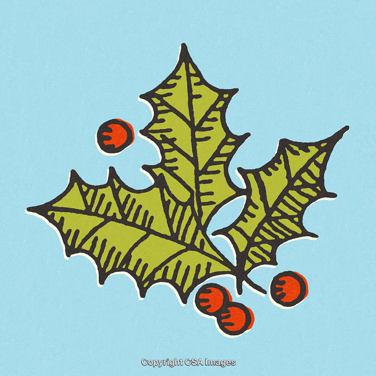 Vibrant Holly Leaves and Berries Illustration on Blue Background