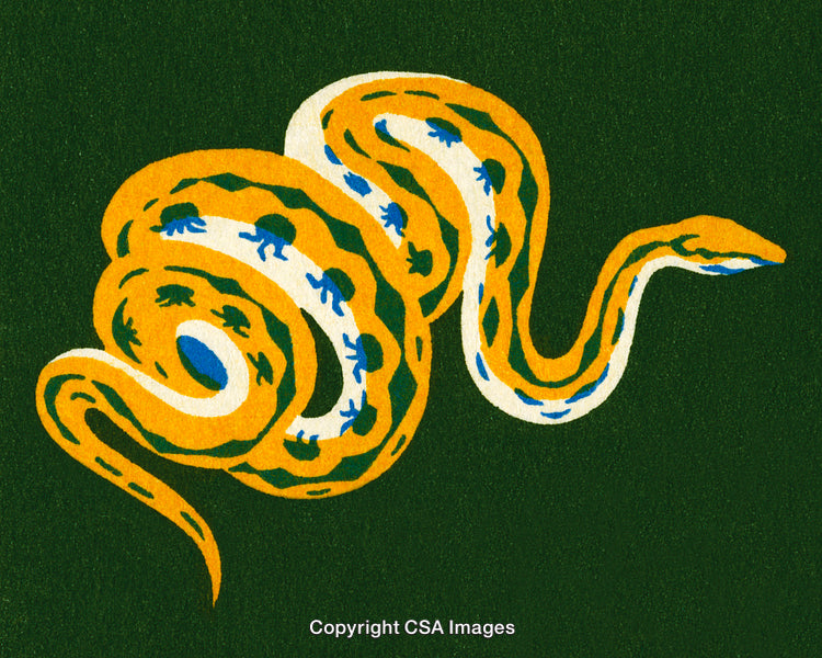 Artistic Illustration of a Colorful Coiled Snake on a Textured Background