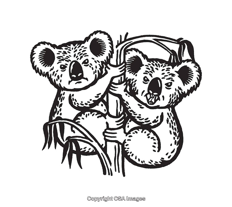Black and White Line Art of Two Koalas Climbing a Bamboo Tree