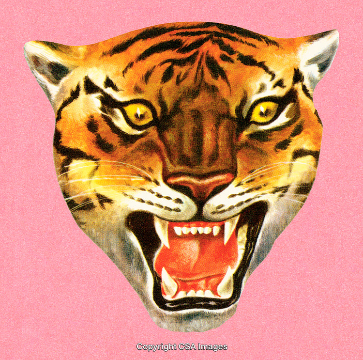 Close-Up of Tiger Roaring with Vibrant Pink Background