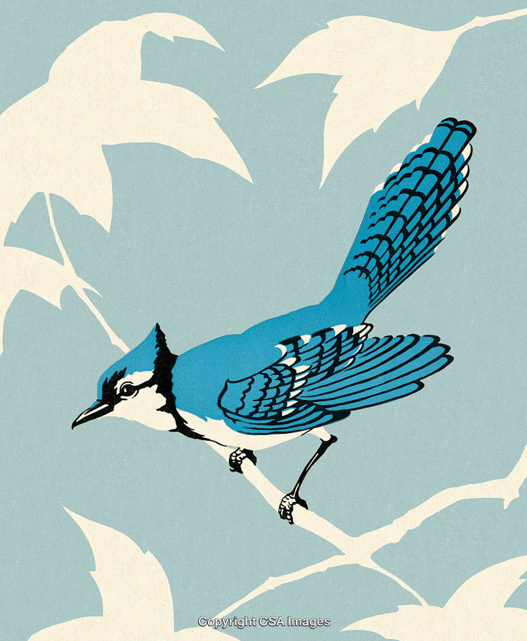 Blue Jay Illustration on Branch with Subtle Background in Minimalist Style