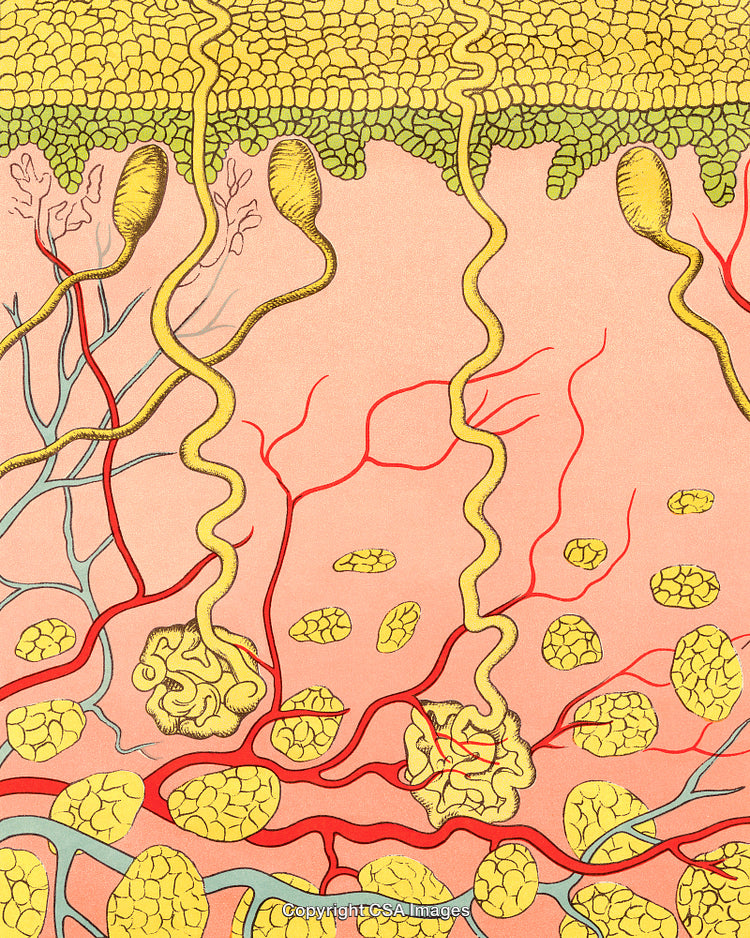 Detailed Scientific Illustration of Human Skin Layers with Nerve Endings