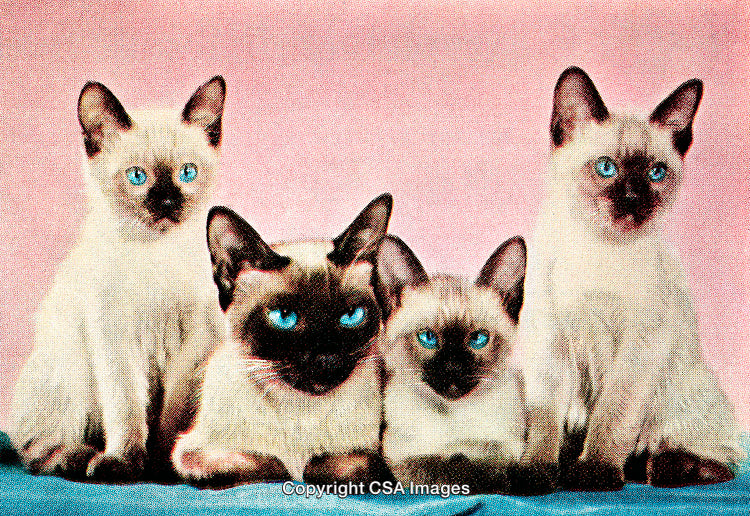 Group of Siamese Cats with Blue Eyes Against a Pink Background