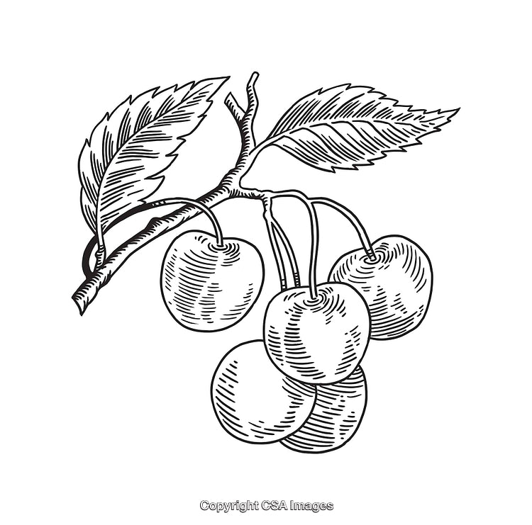 Detailed Black and White Line Drawing of Cherries on a Branch