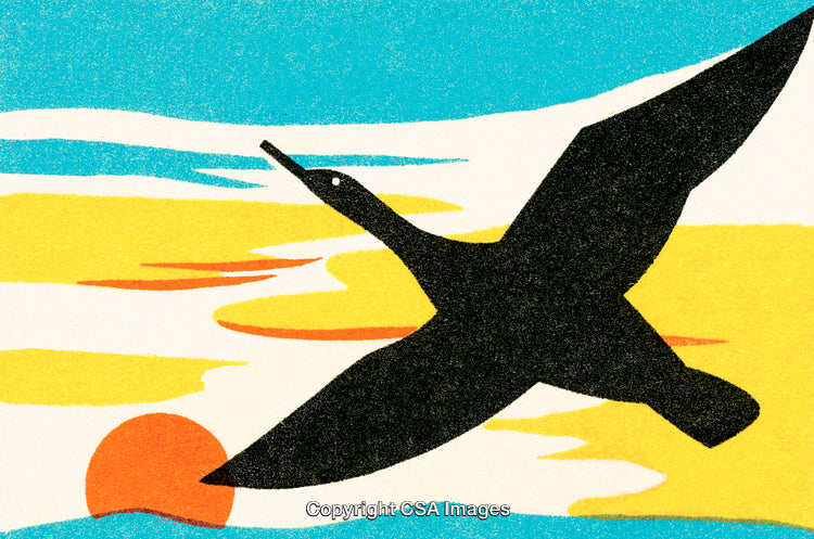 Silhouette of a Flying Bird Against a Vibrant Sunset Sky