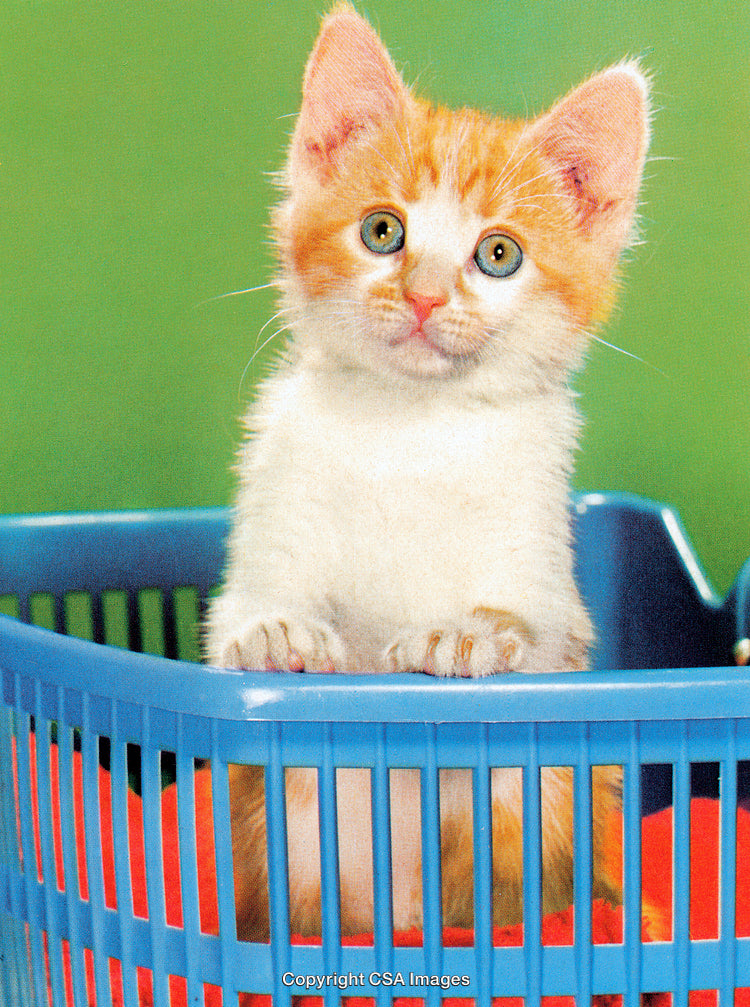 Adorable Orange Kitten in a Basket Against a Green Background