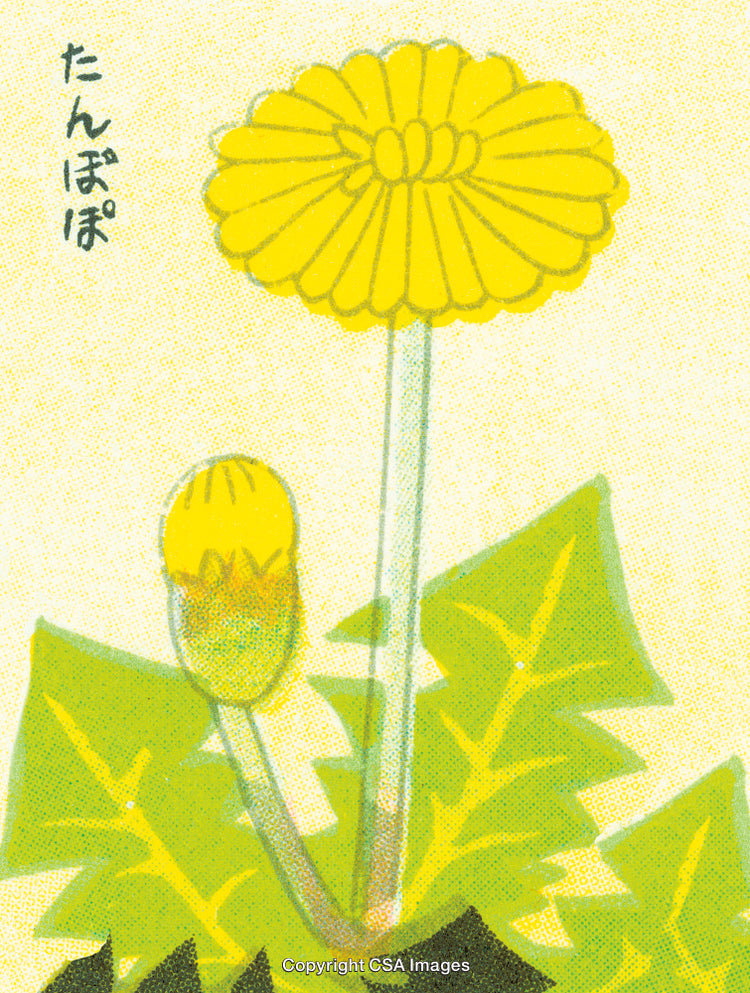 Illustrated Botanical Art Showing Yellow Dandelions With Leaves and Text