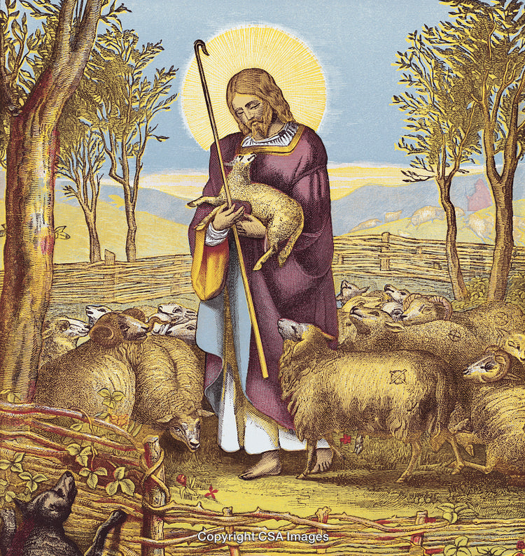 Shepherd Holding a Lamb Among a Flock in a Pastoral Setting