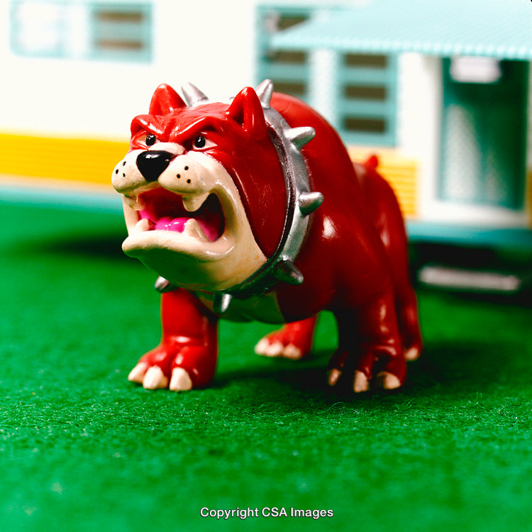 Close-Up of a Fierce Toy Dog with Collar On Artificial Grass