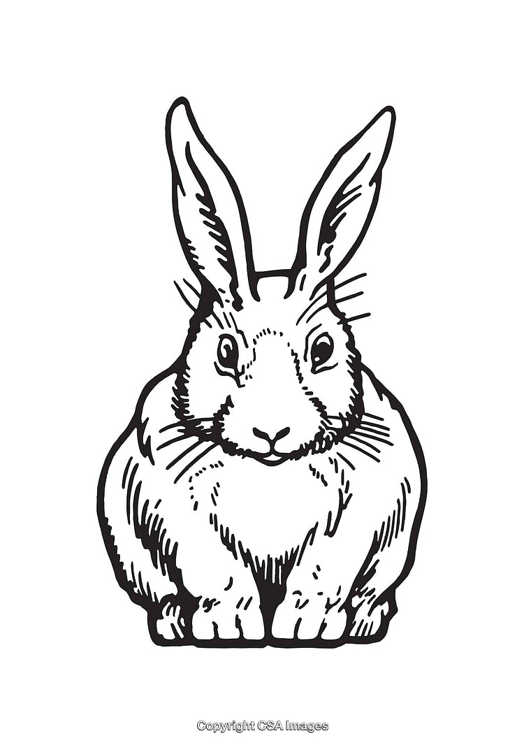 Detailed Black And White Line Art Illustration Of A Rabbit