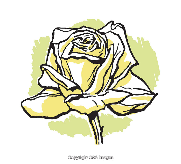 Yellow Rose Line Art Illustration with Green and White Background Design