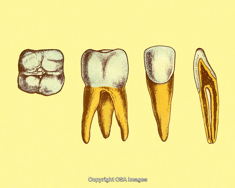 Detailed Illustration of Human Teeth Anatomy on a Yellow Background