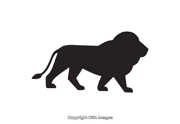 Black Silhouette of a Walking Lion Isolated on a White Background