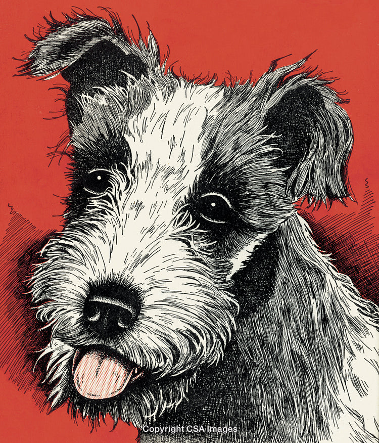 Hand-Drawn Illustration of a Fox Terrier Dog on a Vibrant Red Background