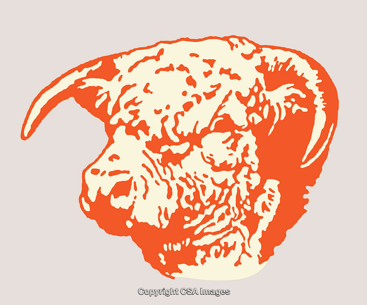 Color Line Art Illustration of a Wrinkled Dog Head in Orange and Cream