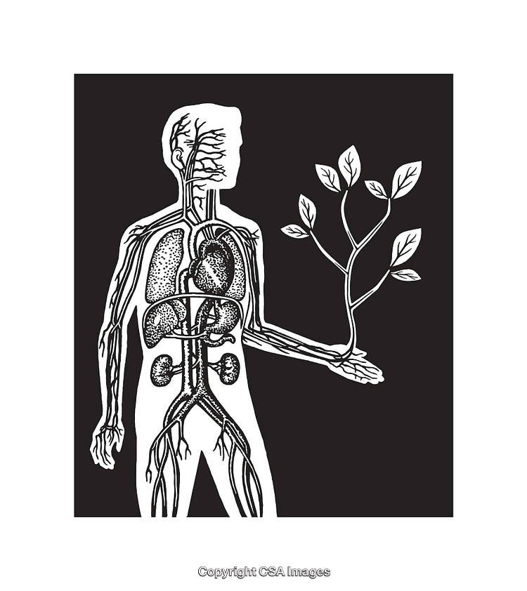 Conceptual Illustration of Human Anatomy with Tree Connection