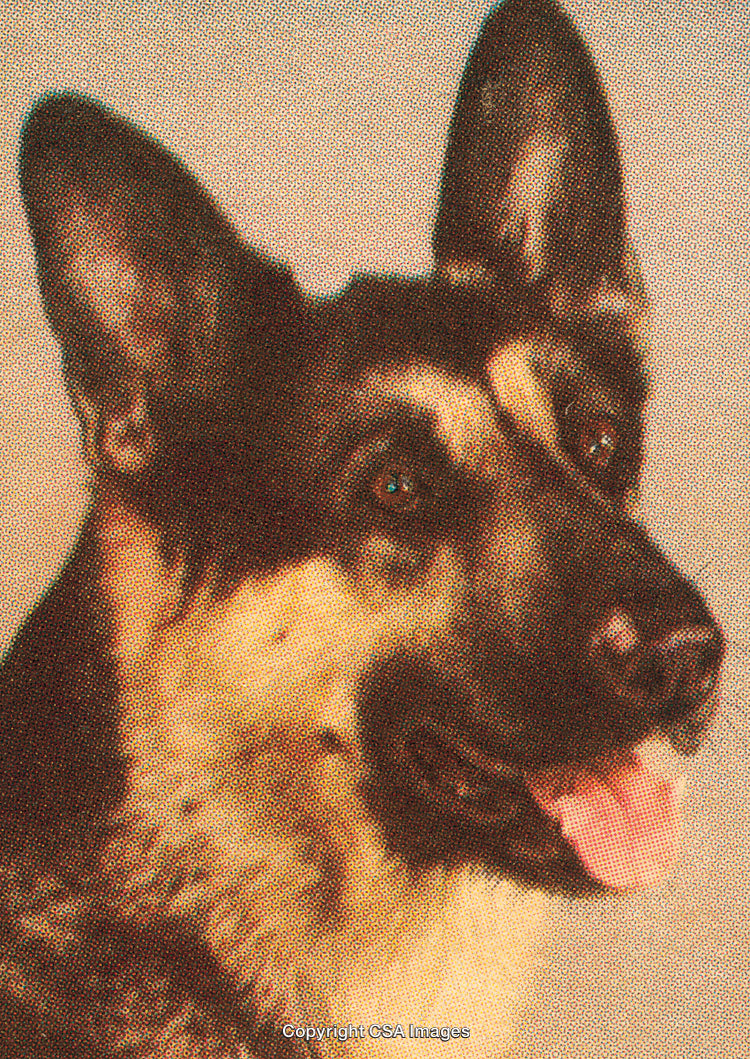 Close-Up of a German Shepherd Dog in Artistic Halftone Style